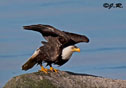 Haliaeetus leucocephalus